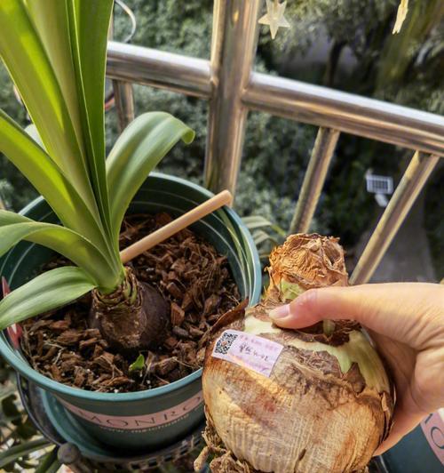 阿弗雷种球保存方法与种植时间是什么？阿弗雷种球的保存和种植技巧是什么？