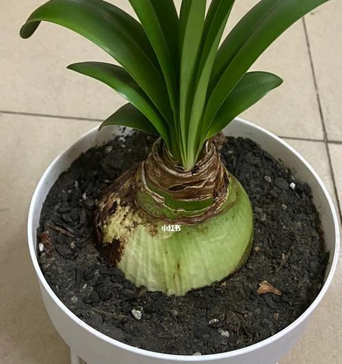 阿弗雷种球保存方法与种植时间是什么？阿弗雷种球的保存和种植技巧是什么？