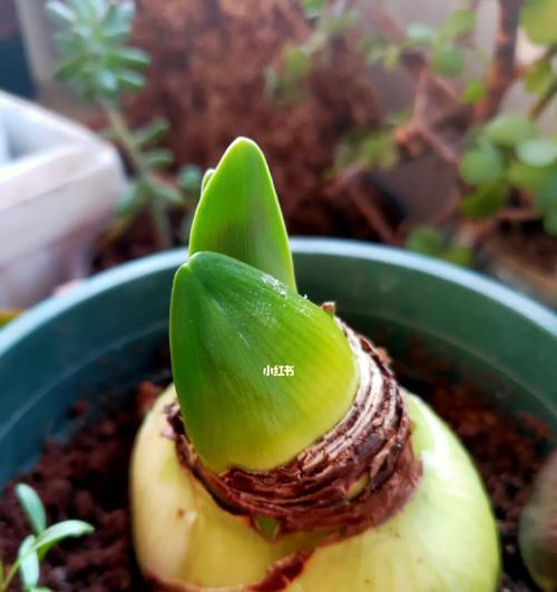 阿弗雷种球保存方法与种植时间是什么？阿弗雷种球的保存和种植技巧是什么？
