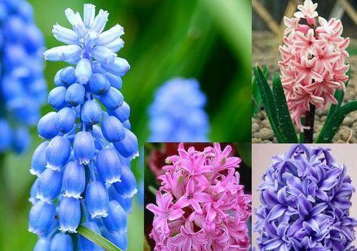 表示热情的花花语是热情的花有哪些？热情的花的花语是什么？
