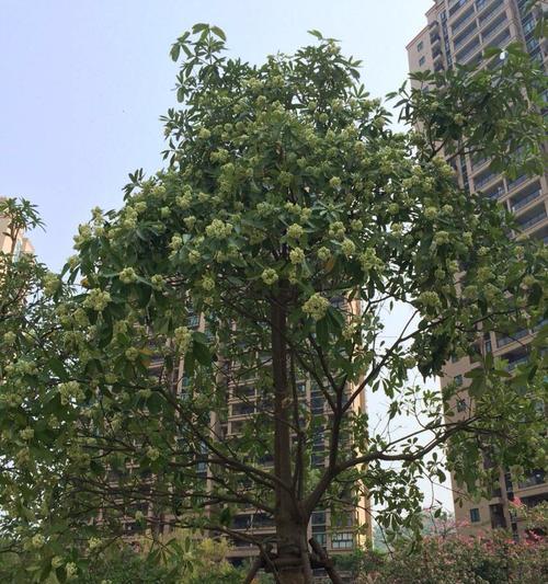白莲树又叫什么树？白莲树的别名是什么？