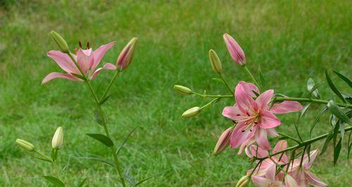 百合花是什么颜色的？百合花的颜色特点是什么？
