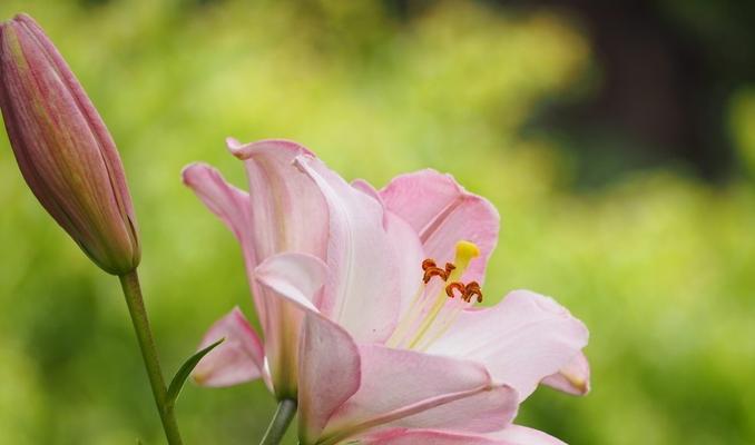 百合花是什么颜色的？百合花的颜色特点是什么？