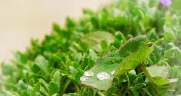 冰草是什么植物？冰草的分类和特点是什么？