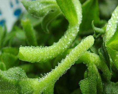 冰草是什么植物？冰草的分类和特点是什么？