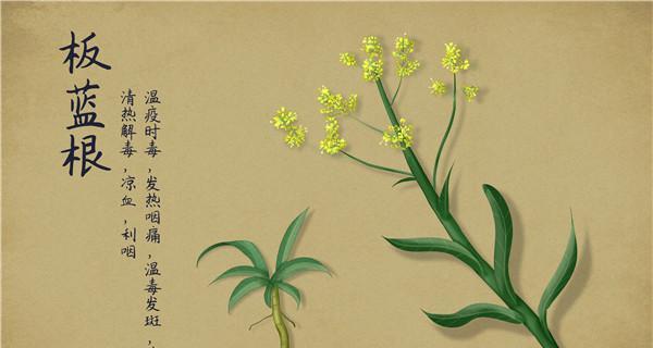 板蓝根是一年生还是多年生？板蓝根的分类是什么？