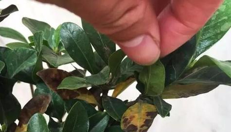 白兰花炭疽病的发病原因与治疗方法是什么？白兰花炭疽病的防治方法是什么？
