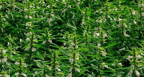 白芝麻和黑芝麻是一种植物吗？白芝麻和黑芝麻的区别是什么？