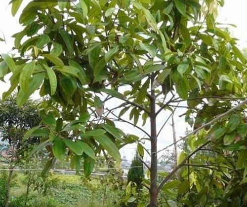 北京适合种什么树？北京适合种植的树木种类是什么？