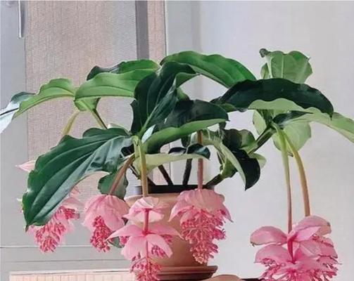 宝莲灯适合在室内养吗？宝莲灯的室内养护注意事项是什么？