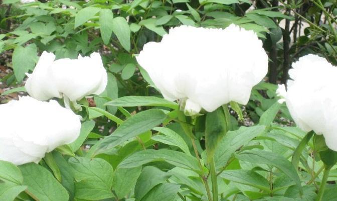 白芍几月份种植合适？白芍的最佳种植时间是什么？