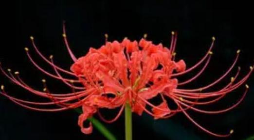 彼岸花可以水培吗？彼岸花的种植方法是什么？