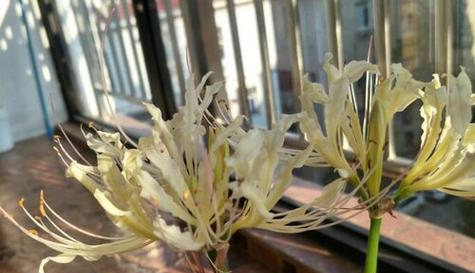 彼岸花可以水培吗？彼岸花的种植方法是什么？