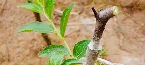 北方枣树什么时候发芽长叶？北方枣树的发芽和长叶时间是什么？