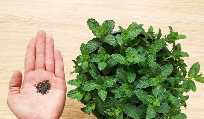 薄荷种子什么时候播种最好？薄荷的最佳播种时间是什么？