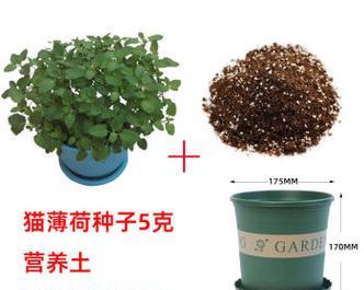 薄荷种子什么时候播种最好？薄荷的最佳播种时间是什么？