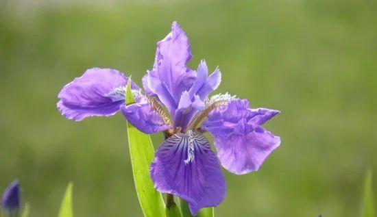 表示友谊的花花语是友谊的花？友谊的花的花语是什么？