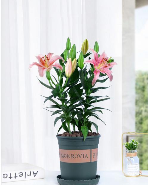 百合花花期多长时间？百合花的花期有多长？