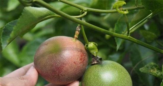 百香果种子能吃吗？百香果种子的食用方法是什么？