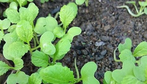 菜苗需要每天浇水吗？菜苗的浇水频率是什么？