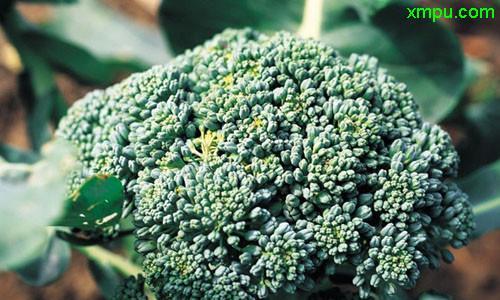菜花保存方法储存与保鲜方法是什么？菜花的储存和保鲜方法是什么？