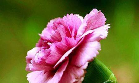 表示恭喜的花花语是恭喜的花有哪些？恭喜的花的花语是什么？