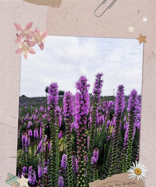 不同颜色雏菊的花语是什么？雏菊花语有哪些含义？
