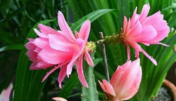阿司匹林能浇花吗？阿司匹林浇花的效果如何？