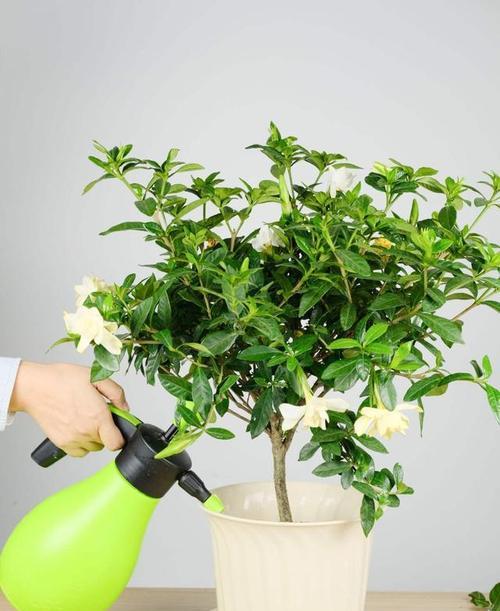 阿司匹林能浇花吗？阿司匹林浇花的效果如何？