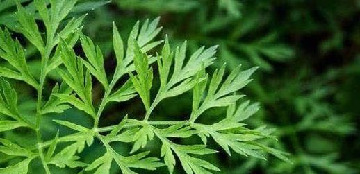 艾草在农村叫什么？艾草的别名是什么？
