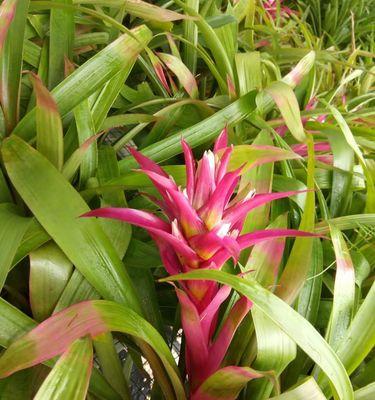 菠萝水可以浇花吗？菠萝水浇花的效果如何？