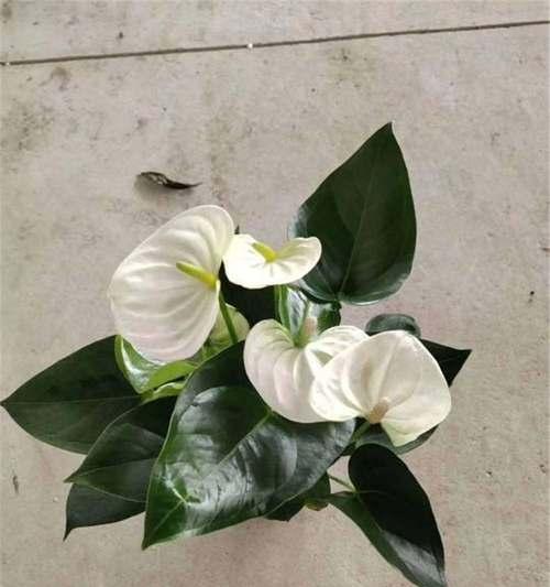 白掌叶子有毒吗？白掌的毒性及安全养护方法是什么？