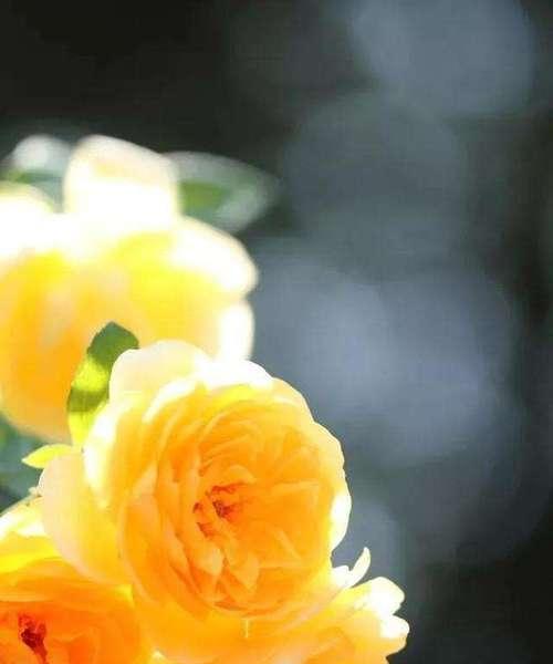 黄玫瑰花的花语是什么？黄玫瑰的寓意是什么？