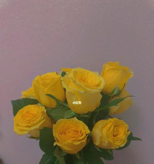 黄玫瑰花的花语是什么？黄玫瑰的寓意是什么？