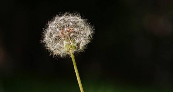 蒲公英的花语与寓意和象征是什么？蒲公英的寓意是什么？