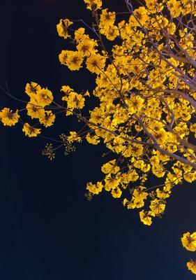 黄风铃花的花语是什么？黄风铃花的寓意是什么？
