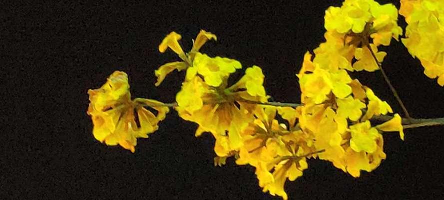 黄风铃花的花语是什么？黄风铃花的寓意是什么？