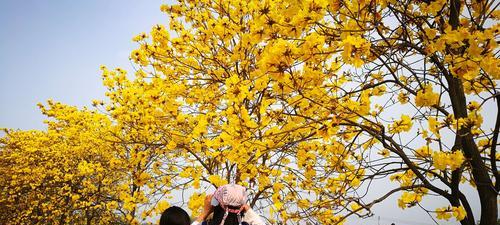黄风铃花的花语是什么？黄风铃花的寓意是什么？