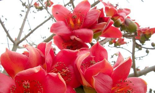木棉花的寓意是什么意思？木棉花的象征意义是什么？