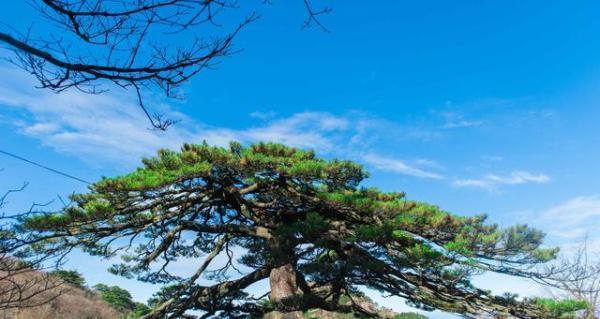黄山松象征着什么？黄山松的寓意是什么？