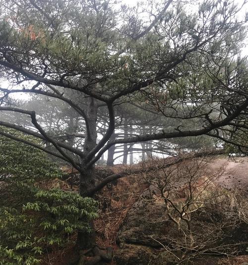 黄山松象征着什么？黄山松的寓意是什么？
