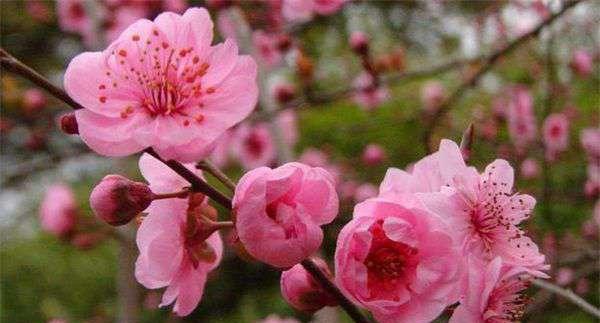 梅花象征着什么意义？梅花的象征意义是什么？