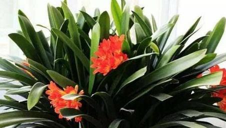 君子兰的特点和象征意义是什么？君子兰的寓意是什么？