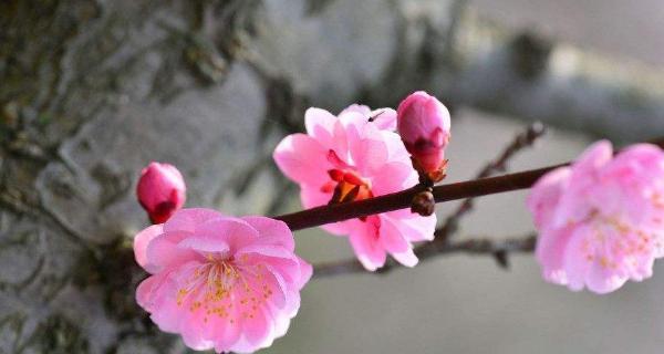 梅花的精神象征意义是什么？梅花的象征意义是什么？