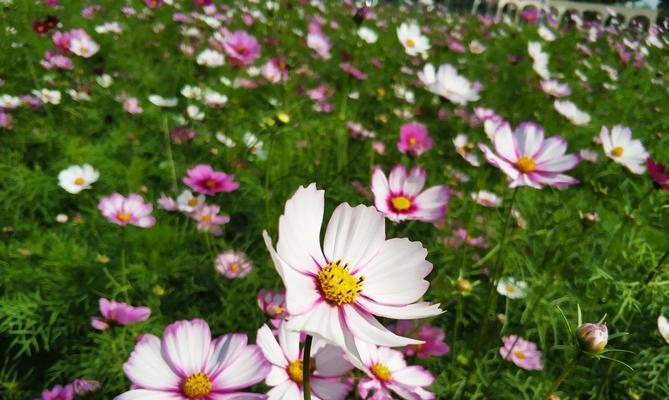 白色波斯菊的花语是什么？白色波斯菊的寓意是什么？