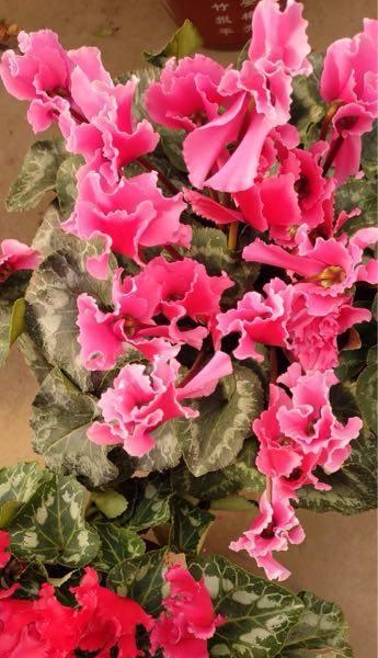 春节花卉的寓意是什么？春节花卉的象征意义是什么？