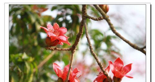木棉花象征着什么？木棉花的寓意是什么？