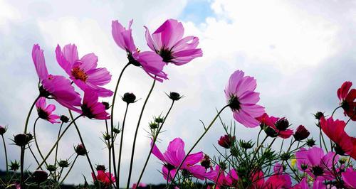 波斯菊的花语是什么？波斯菊的寓意是什么？