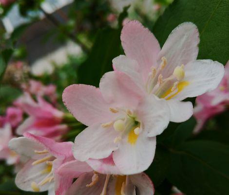 锦带花花语是什么？锦带花的文化背景是什么？