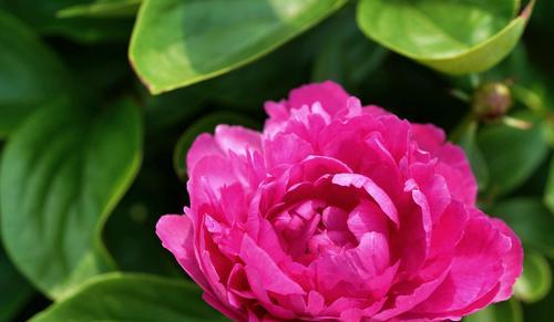 芍药花语是什么？芍药花的寓意是什么？